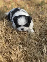 Puppy #42, a male Japanese Chin for sale in Neodesha, KS – 5 of 6