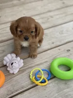 Puppy #22, a male Cavalier King Charles Spaniel for sale in Neodesha, KS – 3 of 5