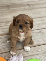 Puppy #21, a male Cavalier King Charles Spaniel for sale in Neodesha, KS – 2 of 5