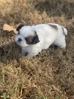 Puppy #41, a male Japanese Chin for sale in Neodesha, KS – 5 of 5