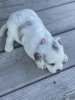 Puppy #25, a male Cavapoo for sale in Neodesha, KS – 6 of 6