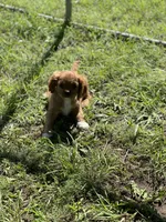 Puppy #21, a male Cavalier King Charles Spaniel for sale in Neodesha, KS – 5 of 5