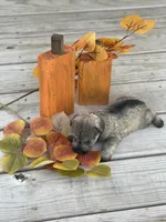 Puppy #45, a male Miniature Schnauzer for sale in Neodesha, KS – 3 of 5