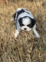 Puppy #42, a male Japanese Chin for sale in Neodesha, KS – 4 of 6