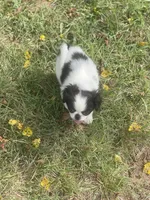 Puppy #36, a male Japanese Chin for sale in Neodesha, KS – 3 of 4
