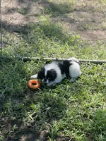 Puppy #12, a male Japanese Chin for sale in Neodesha, KS – 5 of 5