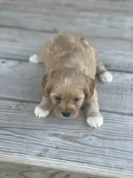 Puppy #28, a female Cavapoo for sale in Neodesha, KS – 3 of 5