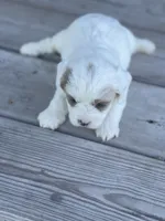 Puppy #27, a female Cavapoo for sale in Neodesha, KS – 2 of 5