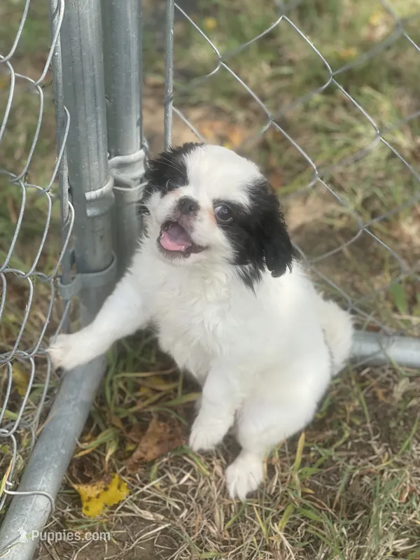 Puppy -#35 – Japanese Chin puppy for sale in Neodesha, KS