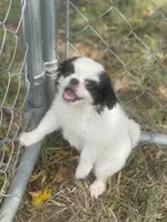 Puppy -#35, a male Japanese Chin for sale in Neodesha, KS – 1 of 4