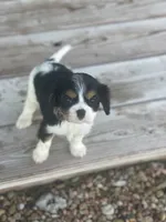 Puppy 33, a male Cavalier King Charles Spaniel for sale in Neodesha, KS – 5 of 6