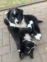 Oso , a male Australian Shepherd for sale in Wheaton, MN – 3 of 3