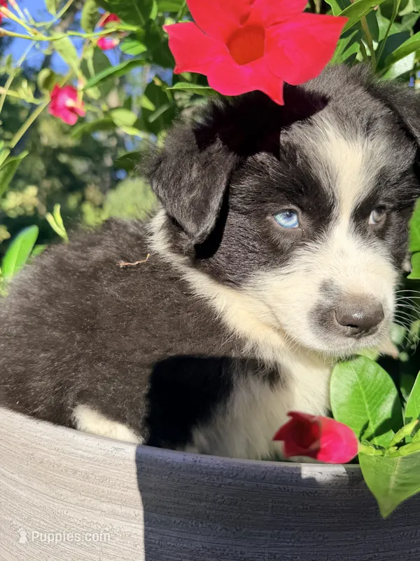 Lola  – Australian Shepherd puppy for sale in Wheaton, MN