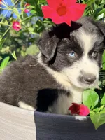 Lola , a female Australian Shepherd for sale in Wheaton, MN – 1 of 2