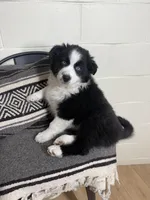 Lola , a female Australian Shepherd for sale in Minnesota City, MN – Photo 2 of 3