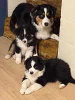 Lola , a female Australian Shepherd for sale in Minnesota City, MN – Photo 3 of 3