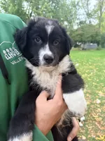 Oso , a male Australian Shepherd for sale in Wheaton, MN – 2 of 3