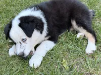 Dior , a male Australian Shepherd for sale in Wheaton, MN – 2 of 3