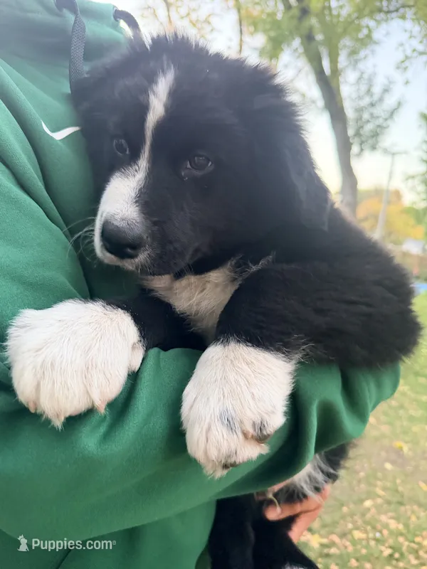Oso  – Australian Shepherd puppy for sale in Wheaton, MN