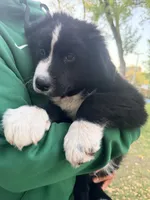 Oso , a male Australian Shepherd for sale in Wheaton, MN – 1 of 3