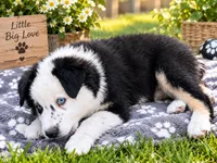 Dior , a male Australian Shepherd for sale in Wheaton, MN – 1 of 3
