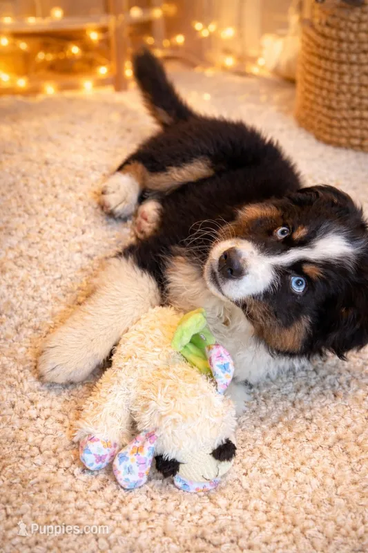 Dior – Australian Shepherd puppy for sale in Morris, MN