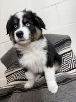 Dior, a male Australian Shepherd for sale in Minnesota City, MN – Photo 2 of 2