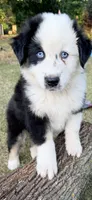 Dior , a male Australian Shepherd for sale in Wheaton, MN – 3 of 3