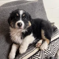 Oso, a male Australian Shepherd for sale in Morris, MN – Photo 2 of 2