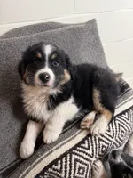 Oso, a male Australian Shepherd for sale in Minnesota City, MN – Photo 2 of 2