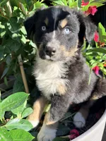 Max , a male Australian Shepherd for sale in Wheaton, MN – 2 of 2