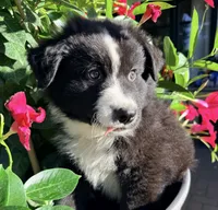 Oso , a male Australian Shepherd for sale in Wheaton, MN – 1 of 1