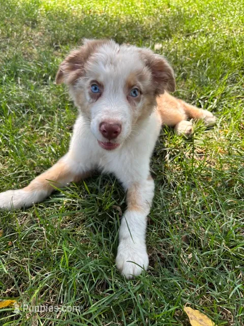 Apollo – Australian Shepherd puppy for sale in Hartford, SD