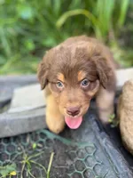 Ares, a male Australian Shepherd for sale in Hartford, SD – 2 of 2