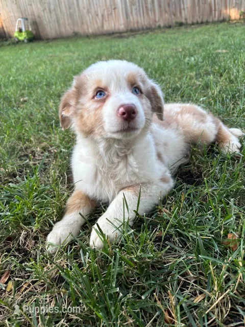 Apollo – Australian Shepherd puppy for sale in Hartford, SD