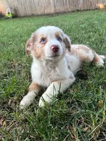 Apollo, a male Australian Shepherd for sale in Hartford, SD – 3 of 5