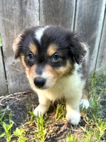 Iris, a female Australian Shepherd for sale in Hartford, SD – 2 of 2