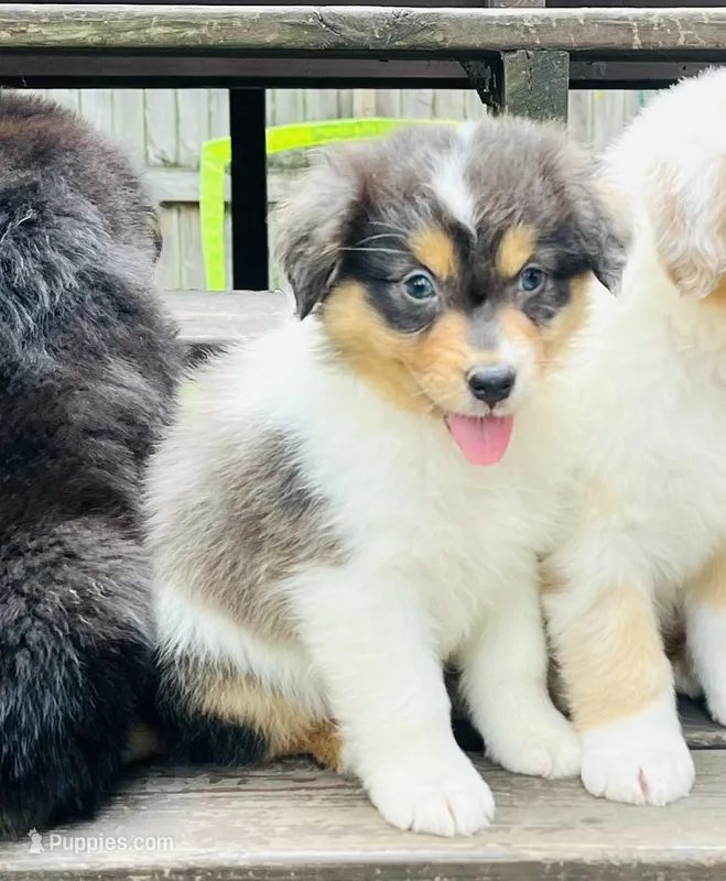 Iris – Australian Shepherd puppy for sale in Hartford, SD