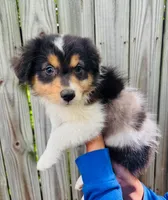 Iris, a female Australian Shepherd for sale in Hartford, SD – 5 of 7
