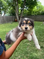 Iris, a female Australian Shepherd for sale in Hartford, SD – 3 of 7
