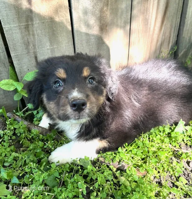 Artemis – Australian Shepherd puppy for sale in Hartford, SD