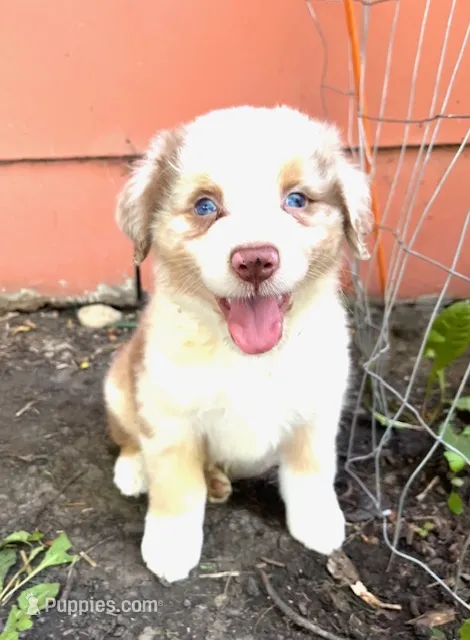 Apollo – Australian Shepherd puppy for sale in Hartford, SD