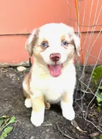 Apollo, a male Australian Shepherd for sale in Hartford, SD – 1 of 2