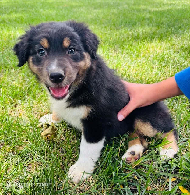 Artemis – Australian Shepherd puppy for sale in Hartford, SD