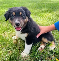 Artemis, a female Australian Shepherd for sale in Hartford, SD – 5 of 6