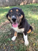 Artemis, a female Australian Shepherd for sale in Hartford, SD – 2 of 6