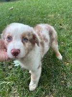 Apollo, a male Australian Shepherd for sale in Hartford, SD – 4 of 5