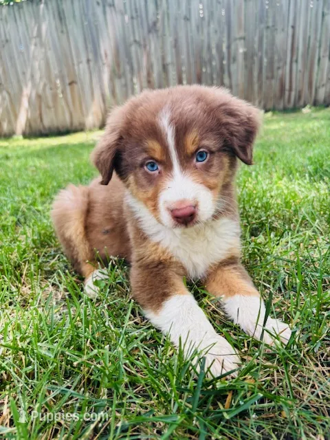 Hermes – Australian Shepherd puppy for sale in Hartford, SD