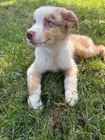 Apollo, a male Australian Shepherd for sale in Hartford, SD – 2 of 5