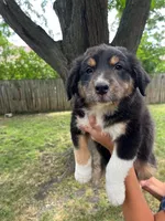 Artemis, a female Australian Shepherd for sale in Hartford, SD – 6 of 6